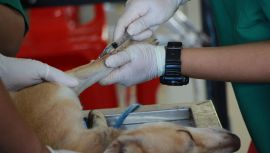 Domyown  5 Dog care Product Every Dog Owner Should  Have